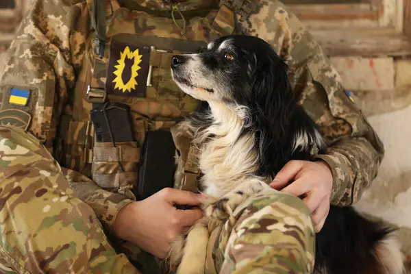 Ukrainian soldier with stray dog indoors, closeup