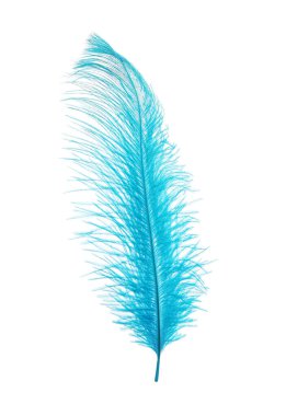 Beautiful light blue feather isolated on white
