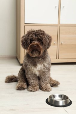 Şirin Maltipoo köpeği ve evdeki kasesi. Sevimli hayvan