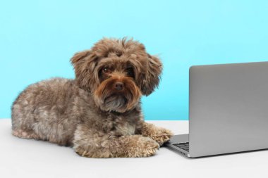 Açık mavi arka planda dizüstü bilgisayarı olan sevimli bir Maltipoo köpeği. Sevimli hayvan