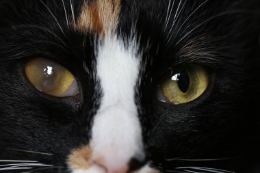 Gözünde kornea opaklığı olan sevimli bir kedi, yakın plan.