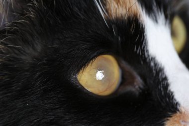 Gözünde kornea opaklığı olan sevimli bir kedi, yakın plan.