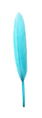 Beautiful light blue feather isolated on white