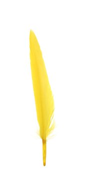 Fluffy beautiful yellow feather isolated on white