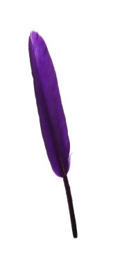 Fluffy beautiful purple feather isolated on white