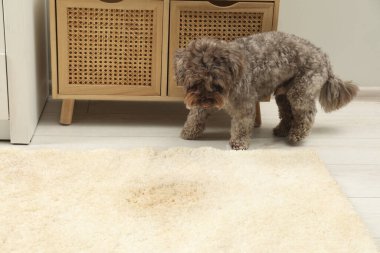 Evdeki bej halıda ıslak bir noktaya yakın şirin bir köpek.