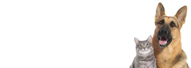 Beyaz arka planda gri tekir kedi ve şirin Alman çoban köpeği. Metin için alanı olan pankart tasarımı