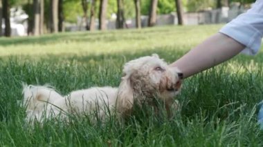 Parkta yeşil çimlerde oynayan sevimli köpeği olan kadın, yakın plan.