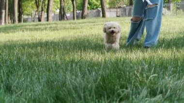 Parkta yeşil çimlerde oynayan sevimli köpeği olan kadın, yakın plan.