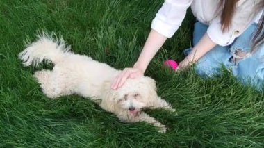 Parkta yeşil çimlerde dinlenen sevimli köpeği olan bir kadın, yakın plan.
