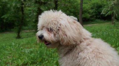 Parktaki yeşil çimlerde dinlenen sevimli köpek, yakın plan.