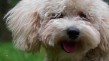 Dışarıda tatlı bir köpek dinleniyor, yakın plan.