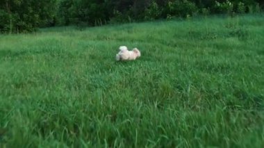 Parkta yeşil çimlerde koşan sevimli köpek.