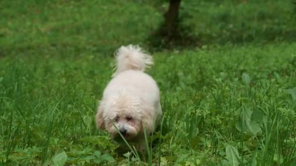 Leuke Hond Loopt Groen Gras Het Park — Stockvideo