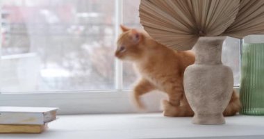 Şirin turuncu tekir kedi evde pencere eşiğinde yürüyor, kamera sola dönüyor.