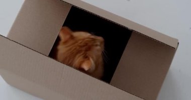 Sevimli turuncu tekir kedicik yerde, yukarıda, kutuda oynuyor.