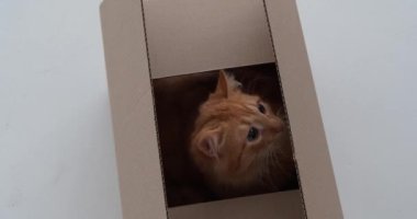 Sevimli turuncu tekir kedicik yerde, yukarıda, kutuda oynuyor.