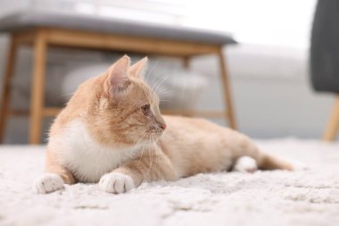 Evde yerde yatan sevimli kızıl kedi.