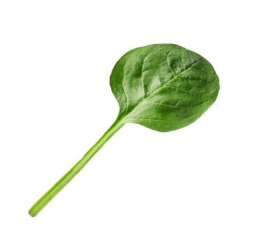 Bir taze ıspanak yaprağı beyaza izole edilmiş.