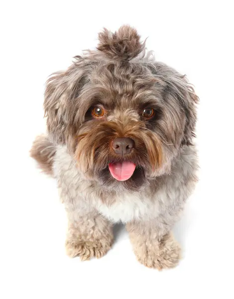 Cute Maltipoo Dog White Background Lovely Pet Stock Photo