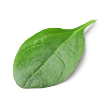 Bir taze ıspanak yaprağı beyaza izole edilmiş.