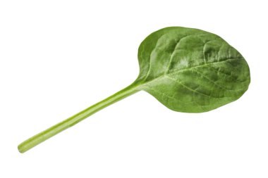 Bir taze ıspanak yaprağı beyaza izole edilmiş.