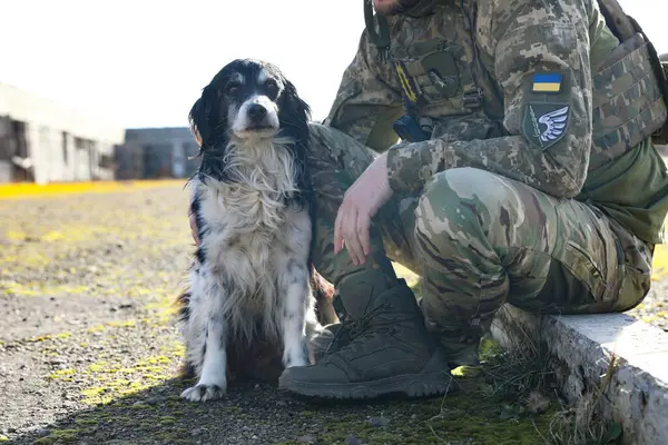 Ukrainian soldier with stray dog outdoors on sunny day, closeup