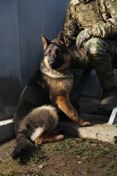 Ukrainian soldier with dog sitting outdoors, closeup