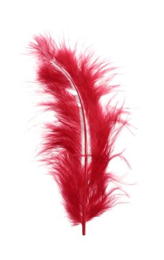 Fluffy beautiful red feather isolated on white