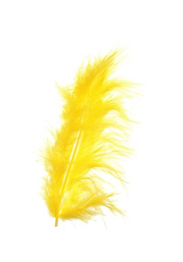 Fluffy beautiful yellow feather isolated on white