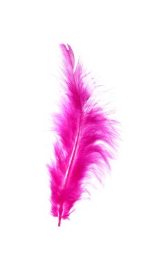 Fluffy beautiful magenta feather isolated on white