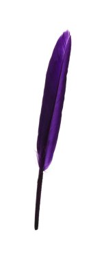 Fluffy beautiful purple feather isolated on white