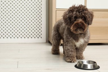 Tatlı Maltipoo köpeği ve kasesi evde, mesaj için yer var. Sevimli hayvan