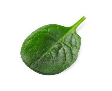 Bir taze ıspanak yaprağı beyaza izole edilmiş.
