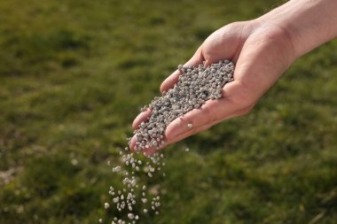 Man fertilizing green grass on sunny day, closeup clipart