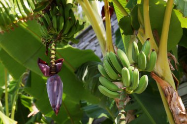 Yeşil yapraklı tropik bitki ve açık havada olgunlaşmış muzlar.