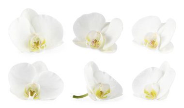 Güzel orkide çiçekleri beyaz renkte izole edilmiş.