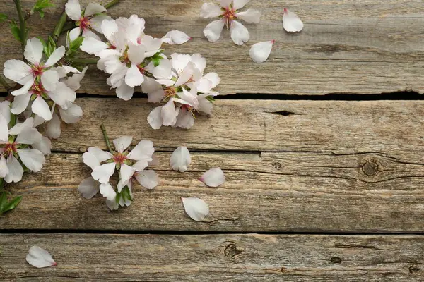 Wiosenny Sezon Piękne Kwitnące Gałęzie Drzew Płatki Kwiatów Drewnianym Stole — Zdjęcie stockowe