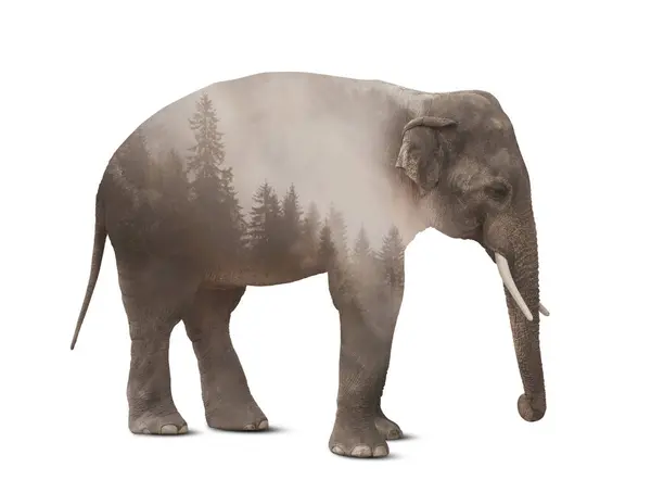 Podwójne Narażenie Działanie Słonia Mglistego Lasu — Zdjęcie stockowe