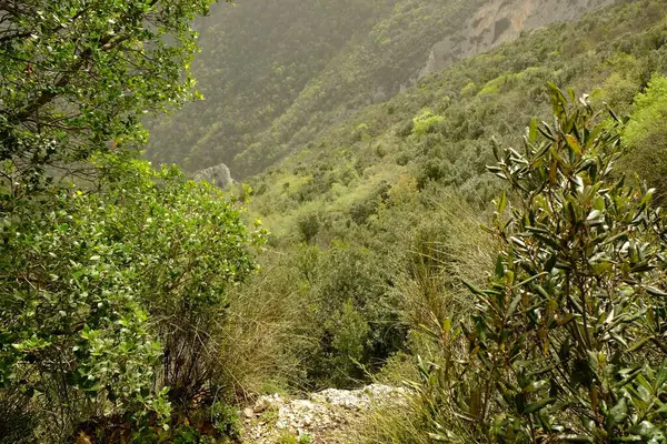 Γραφική Θέα Του Πράσινου Δάσους Στα Βουνά — Φωτογραφία Αρχείου