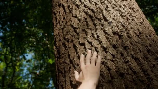 自然との統一 晴れた日の森で木に触れた男 閉じる 手の後に続くカメラ — ストック動画