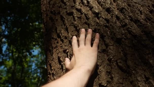 Ενότητα Φύση Άνθρωπος Που Αγγίζει Δέντρο Στο Δάσος Την Ηλιόλουστη — Αρχείο Βίντεο