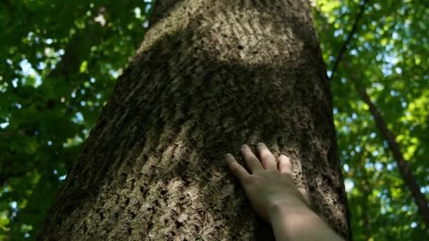 Єдність Природою Чоловік Торкається Дерева Лісі Сонячний День Крупним Планом Стокове Відео 