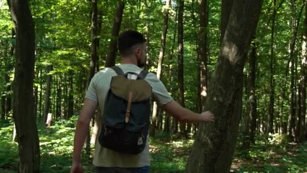 Unidad Con Naturaleza Cámara Siguiendo Hombre Caminando Tocando Árboles Bosque — Vídeo de stock