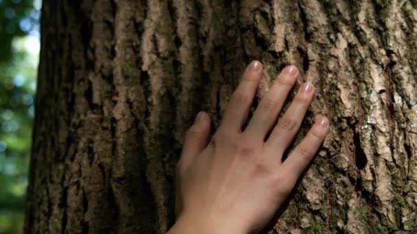 Unidad Con Naturaleza Mujer Tocando Árbol Bosque Día Soleado Primer Vídeos De Stock Sin Royalties Gratis