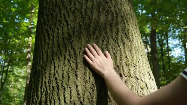 Unidad Con Naturaleza Mujer Tocando Árbol Bosque Día Soleado Primer — Vídeo de stock