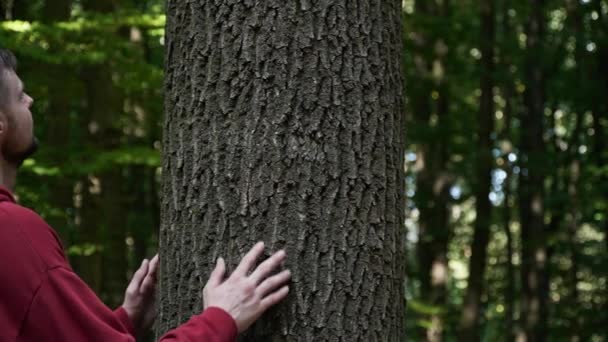 团结与自然 人类在森林里抱着树 — 图库视频影像