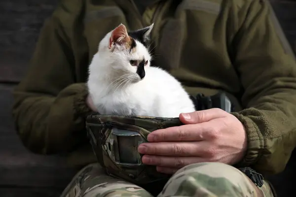 Soldier rescuing animal. Little stray cat sitting in helmet indoors, closeup