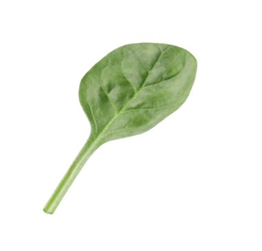 Bir taze ıspanak yaprağı beyaza izole edilmiş.