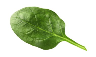 Bir taze ıspanak yaprağı beyaza izole edilmiş.